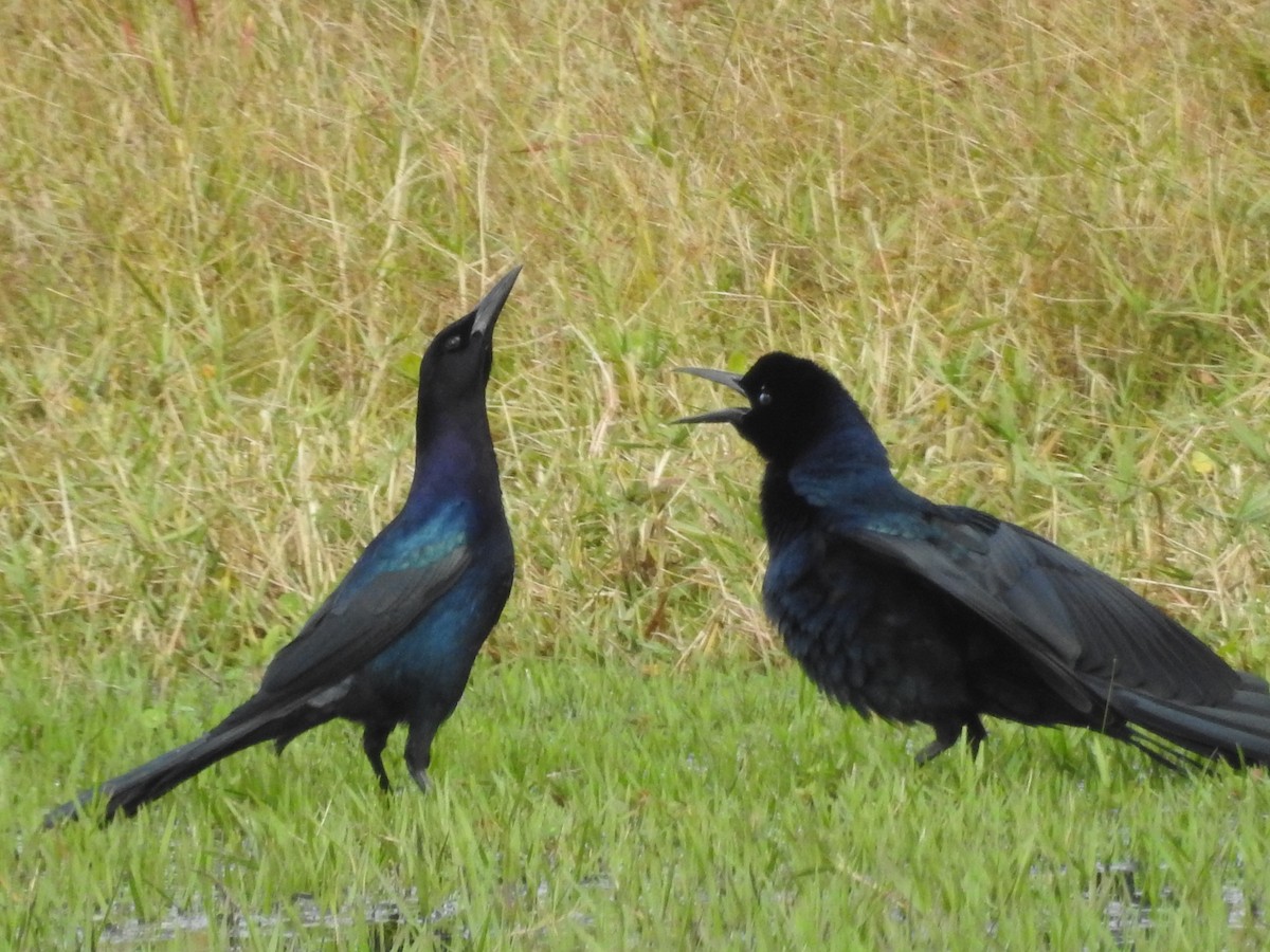 Boat-tailed Grackle - ML389962281