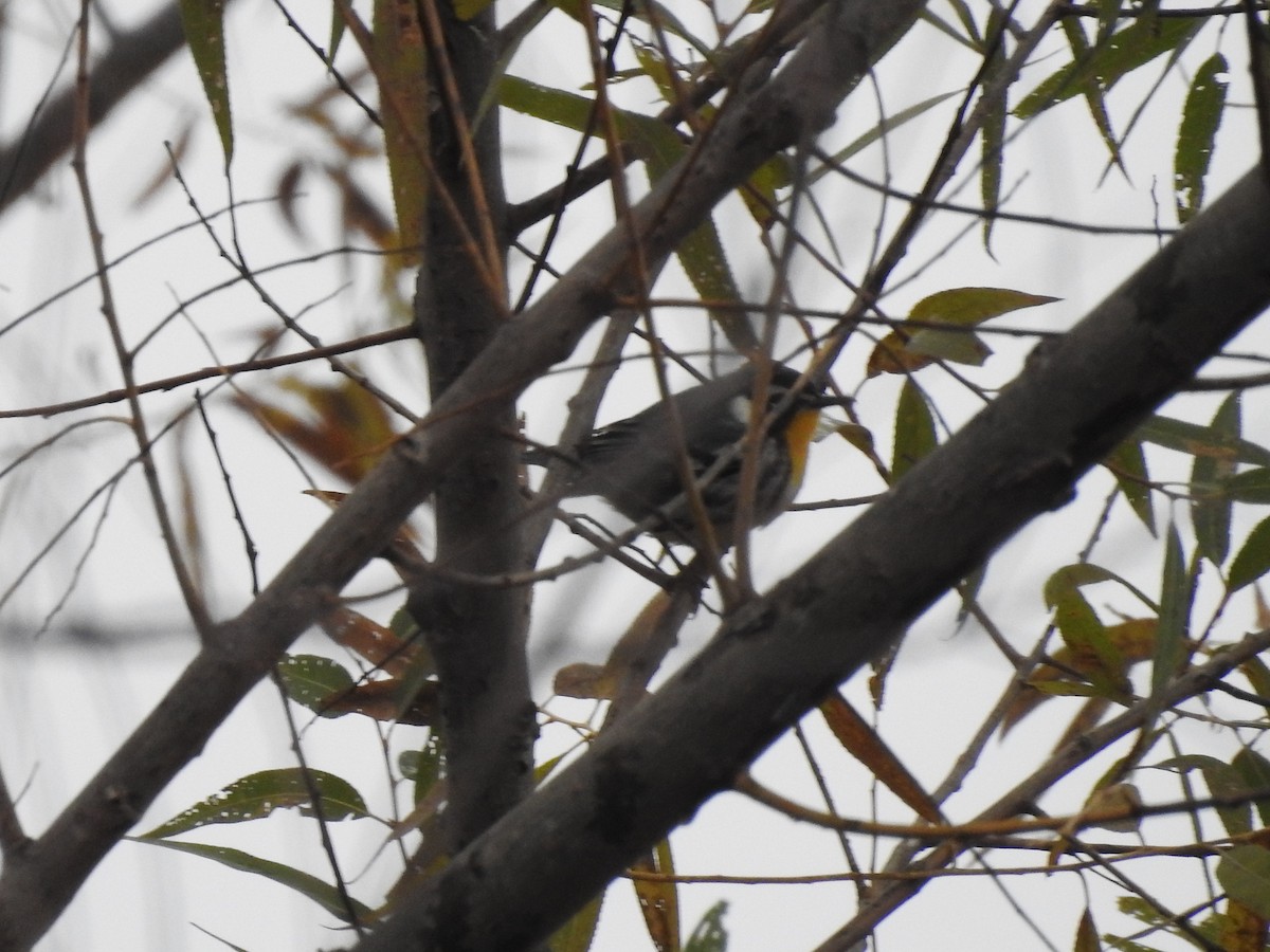 Yellow-throated Warbler - Kevin Krajcir