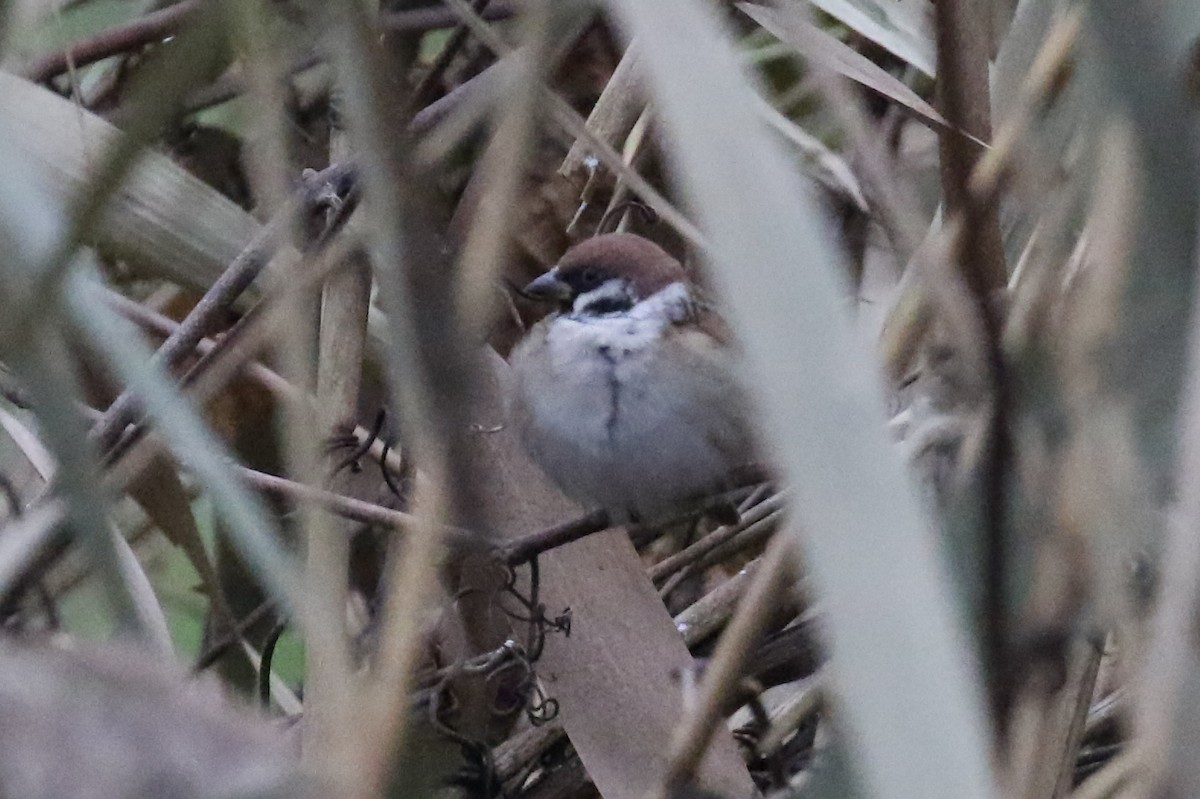 Eurasian Tree Sparrow - ML389964121