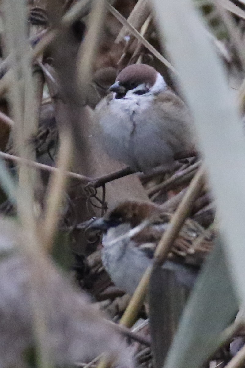 Eurasian Tree Sparrow - ML389964141