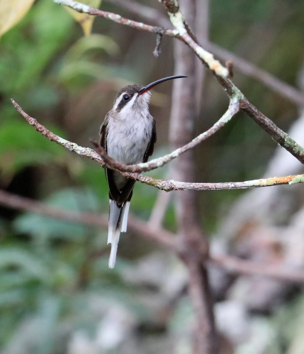 Sooty-capped Hermit - ML389966461