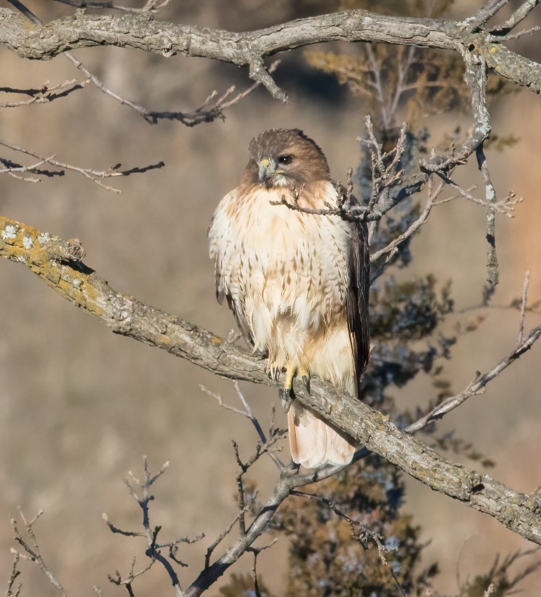 Red-tailed Hawk - Jay Gilliam