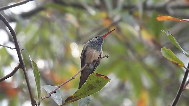 Buff-bellied Hummingbird - ML389976451
