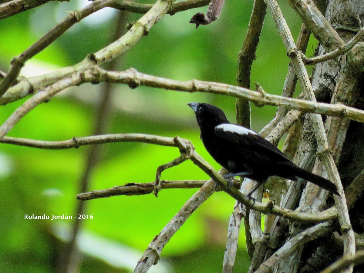 White-shouldered Tanager - ML38998031
