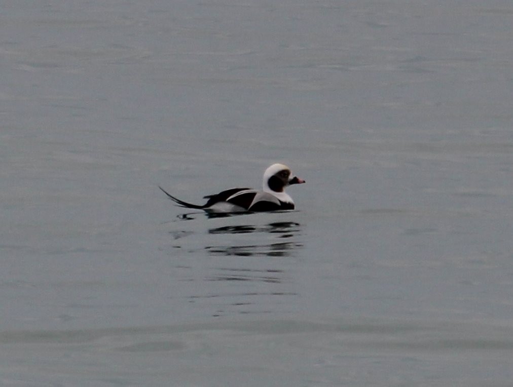 Long-tailed Duck - ML389981081