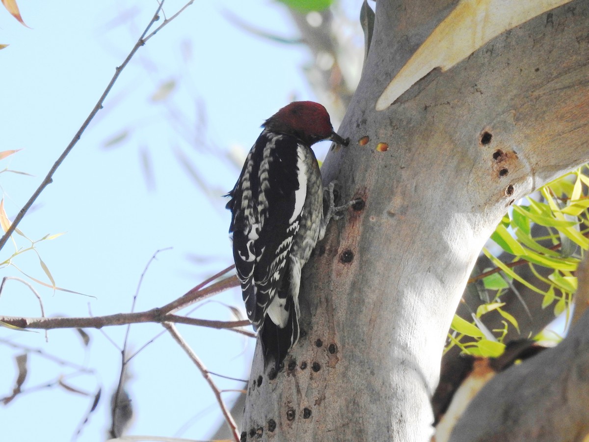 Red-breasted Sapsucker - ML389984631