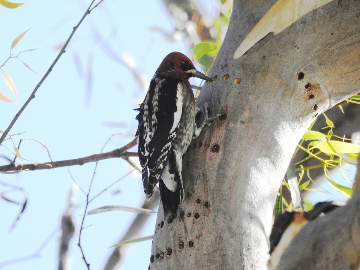 Red-breasted Sapsucker - ML389984751