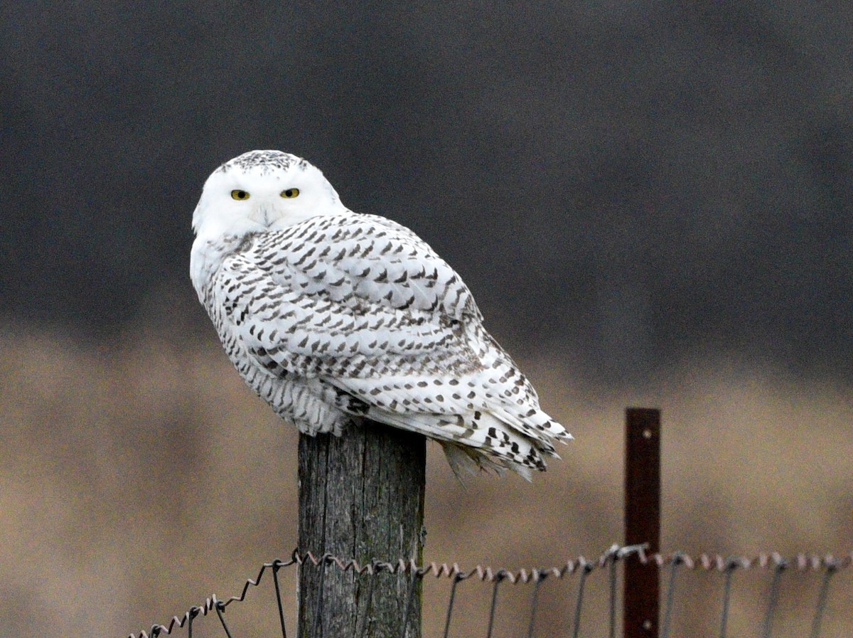 Snowy Owl - ML389987781