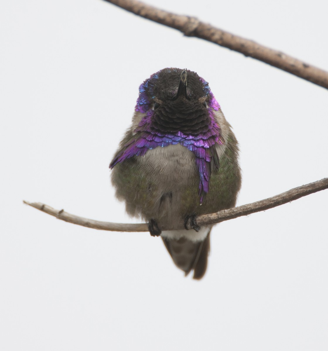 Costa's Hummingbird - Jeffrey Moore