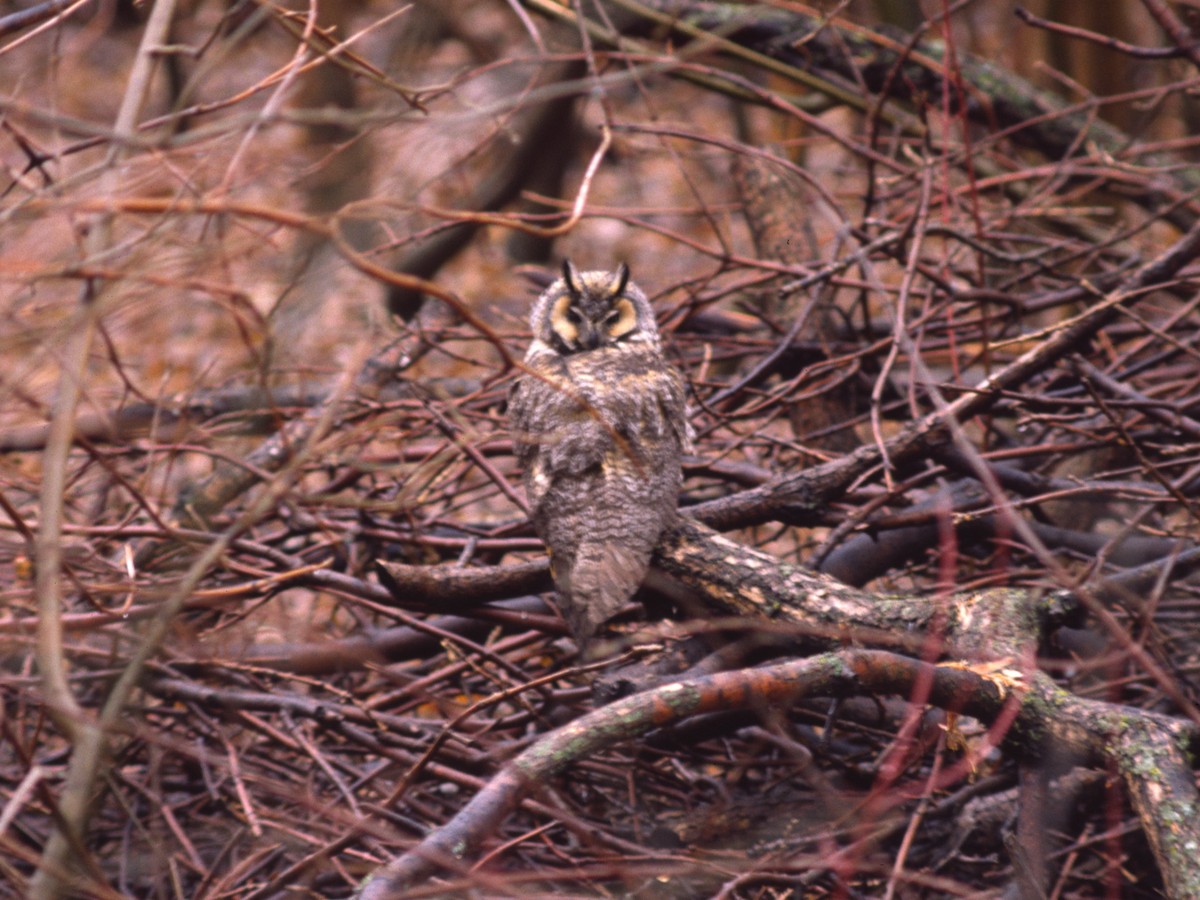 Long-eared Owl - ML389992281