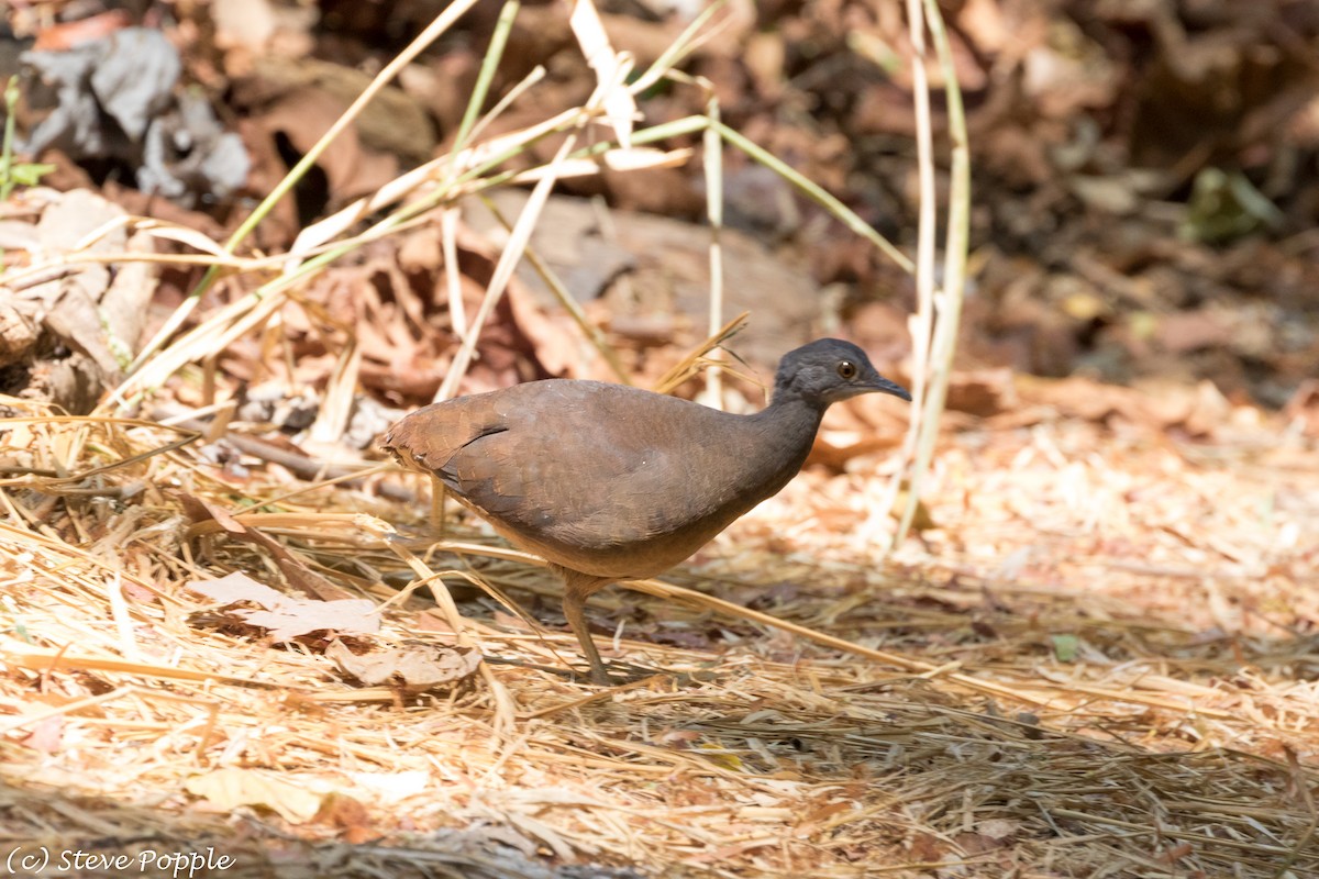 ebird-australia-checklist-1-jan-1900-costa-rica-454-species-3