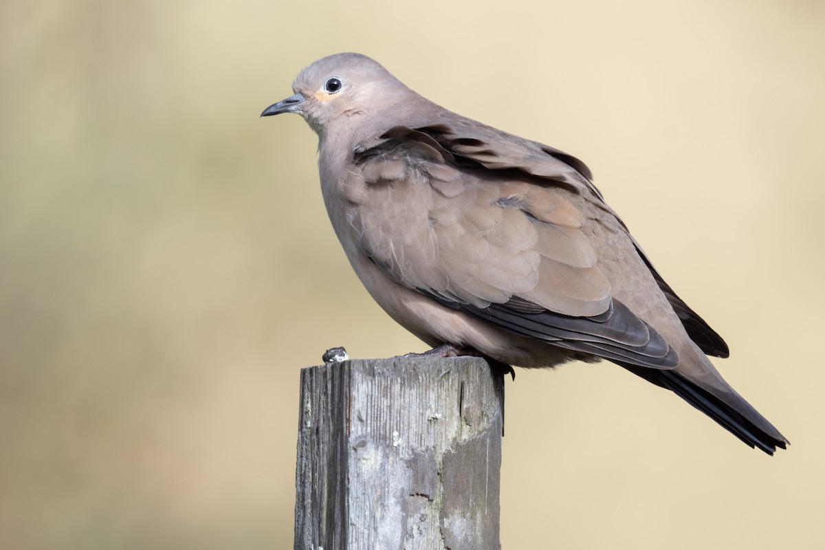 Black-winged Ground Dove - ML389999691