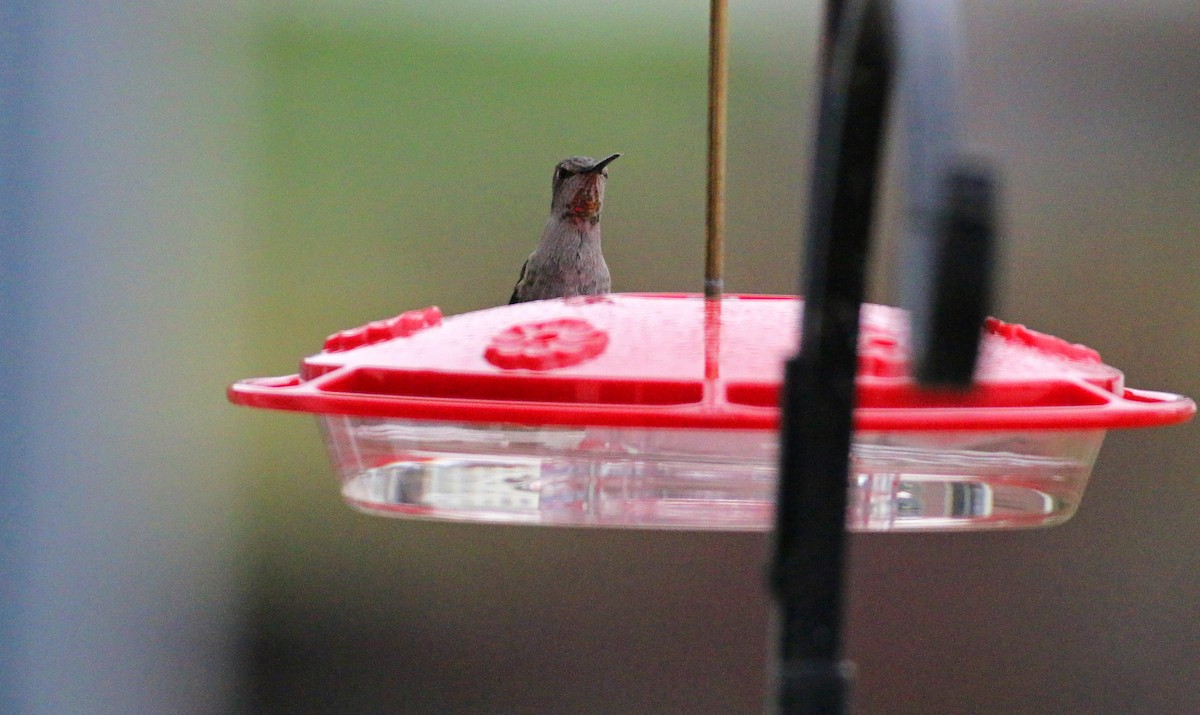 Anna's Hummingbird - ML390001511