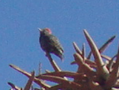 Cardinal Woodpecker - ML390008531
