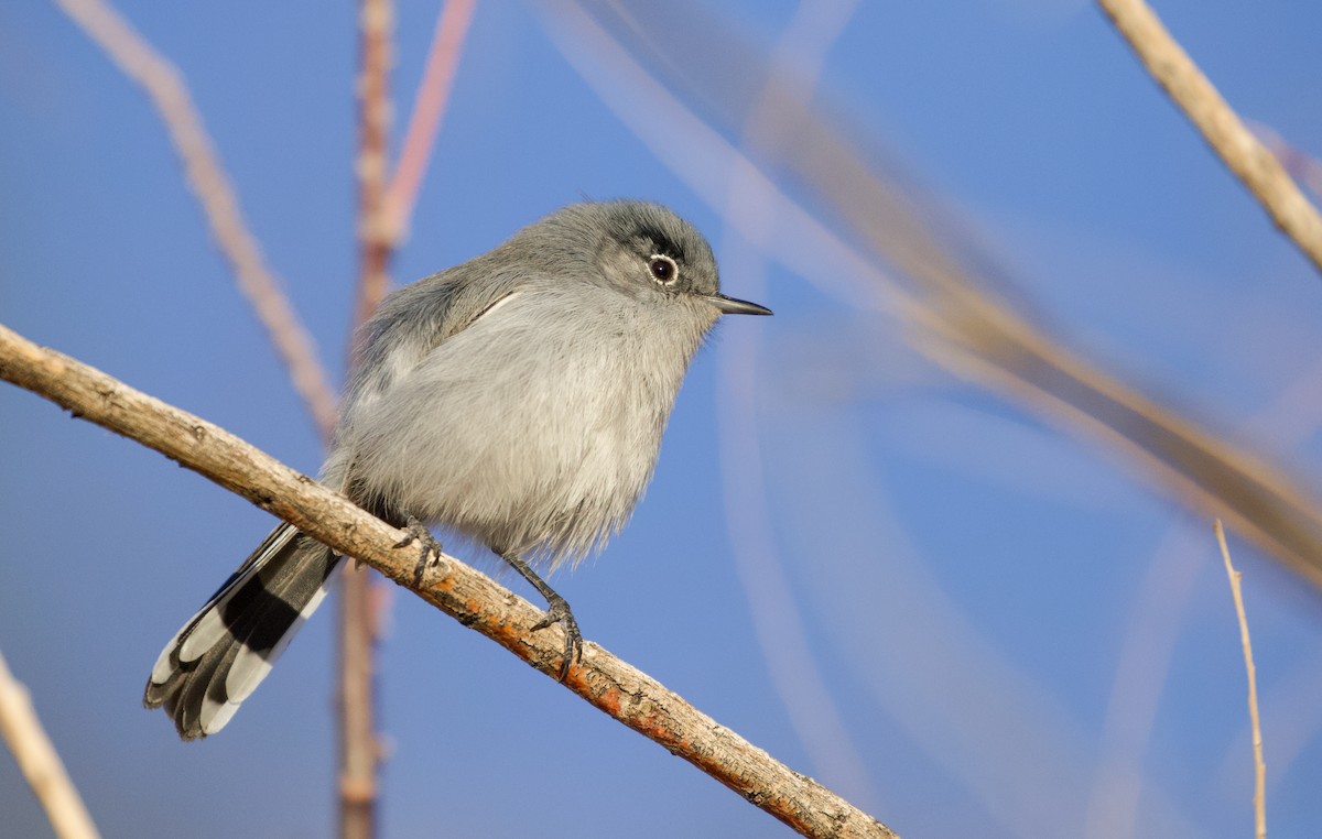 Black-tailed Gnatcatcher - Will Sweet