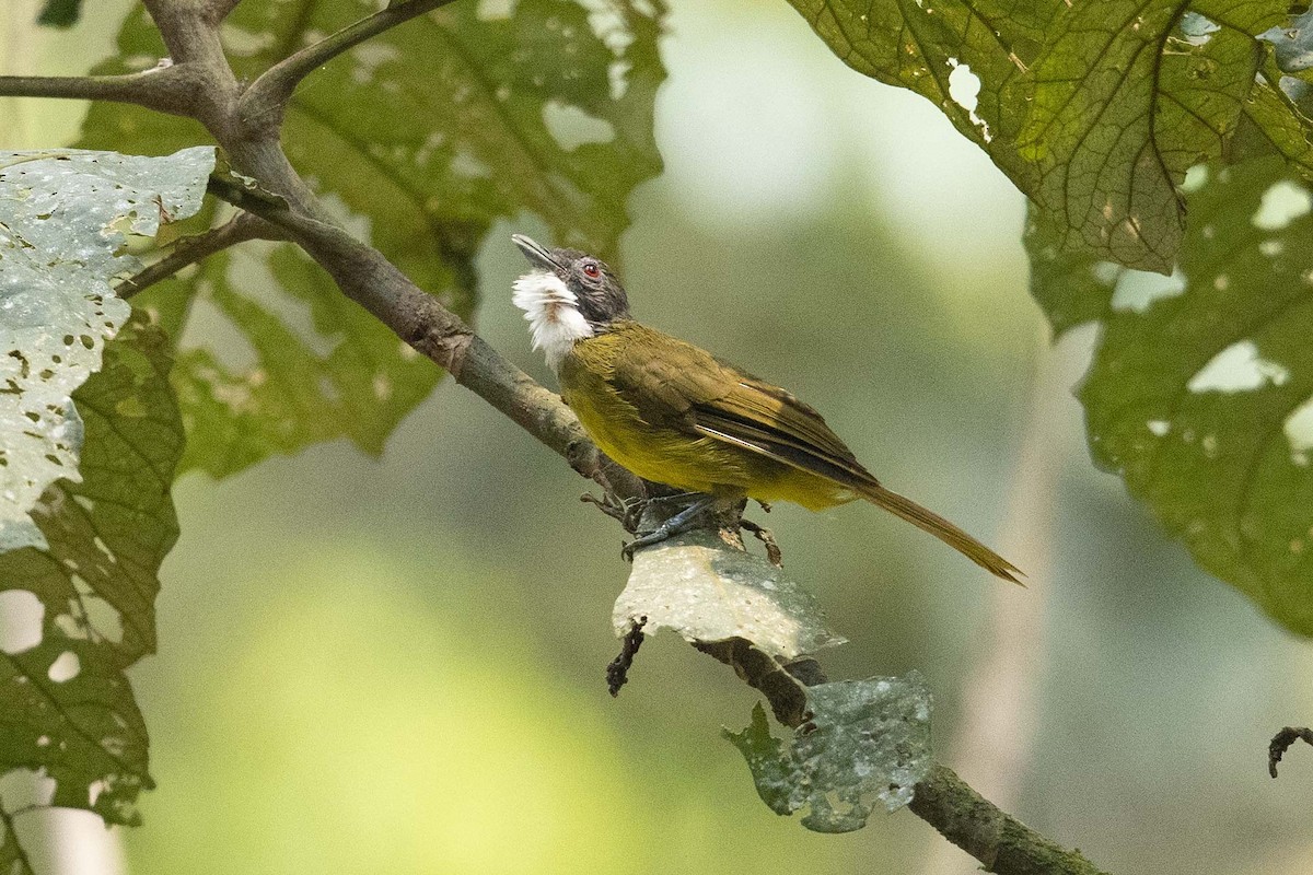 Red-tailed Greenbul - ML390015221