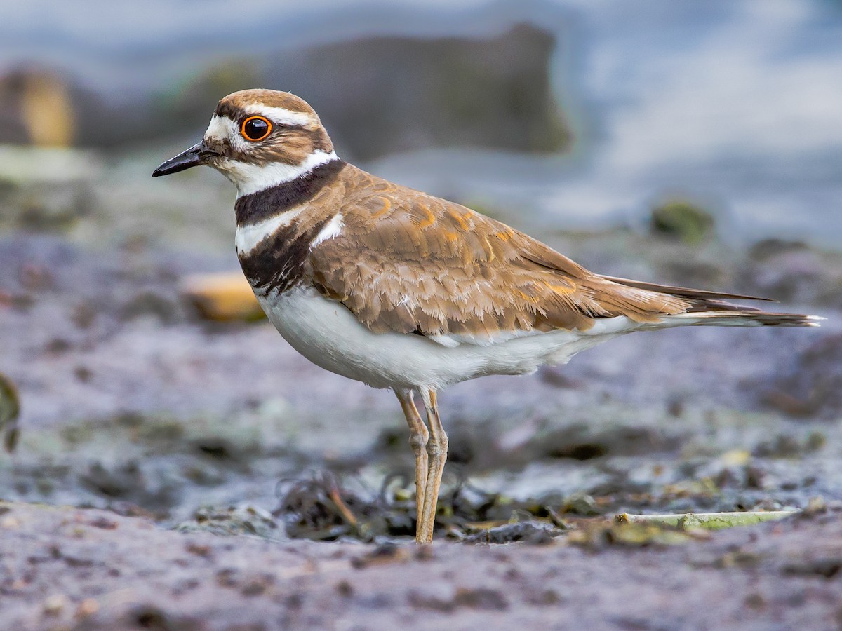 Killdeer - Charadrius vociferus - Birds of the World