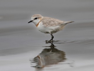  - Chestnut-banded Plover