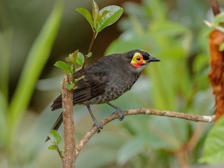  - Smoky Honeyeater