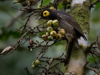  - Arfak Honeyeater