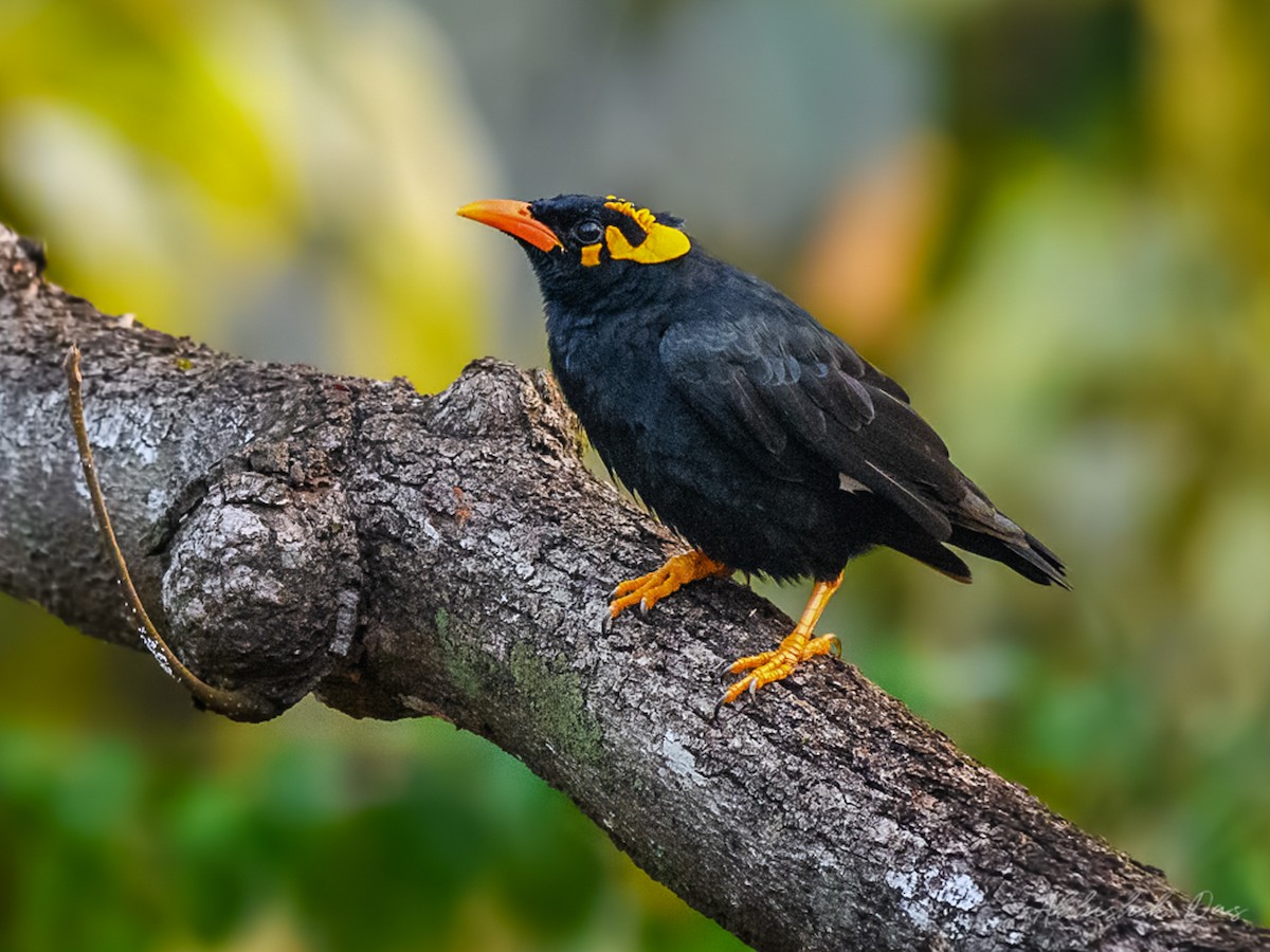 Southern Hill Myna - Gracula indica - Birds of the World