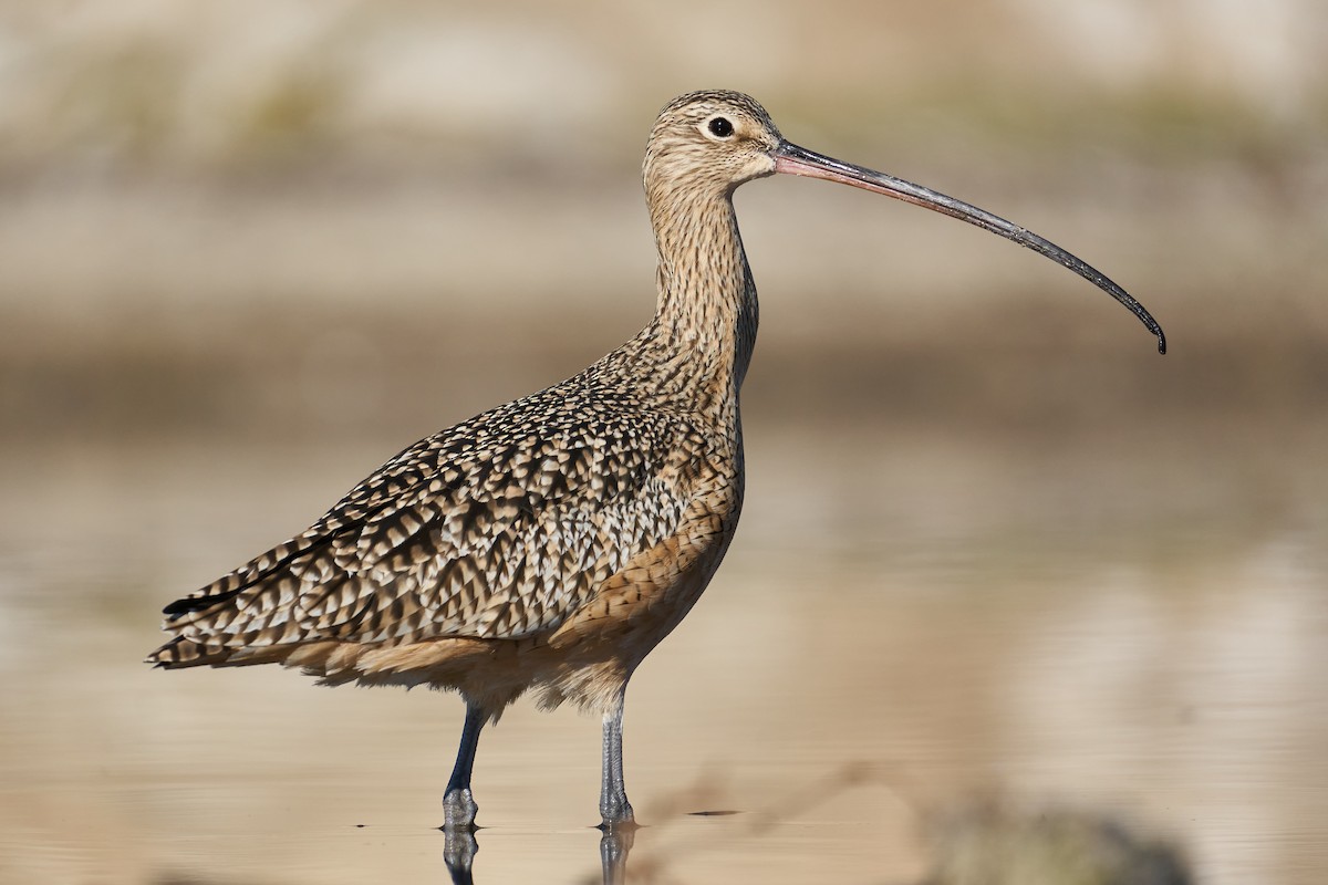 Long-billed Curlew - ML390033951