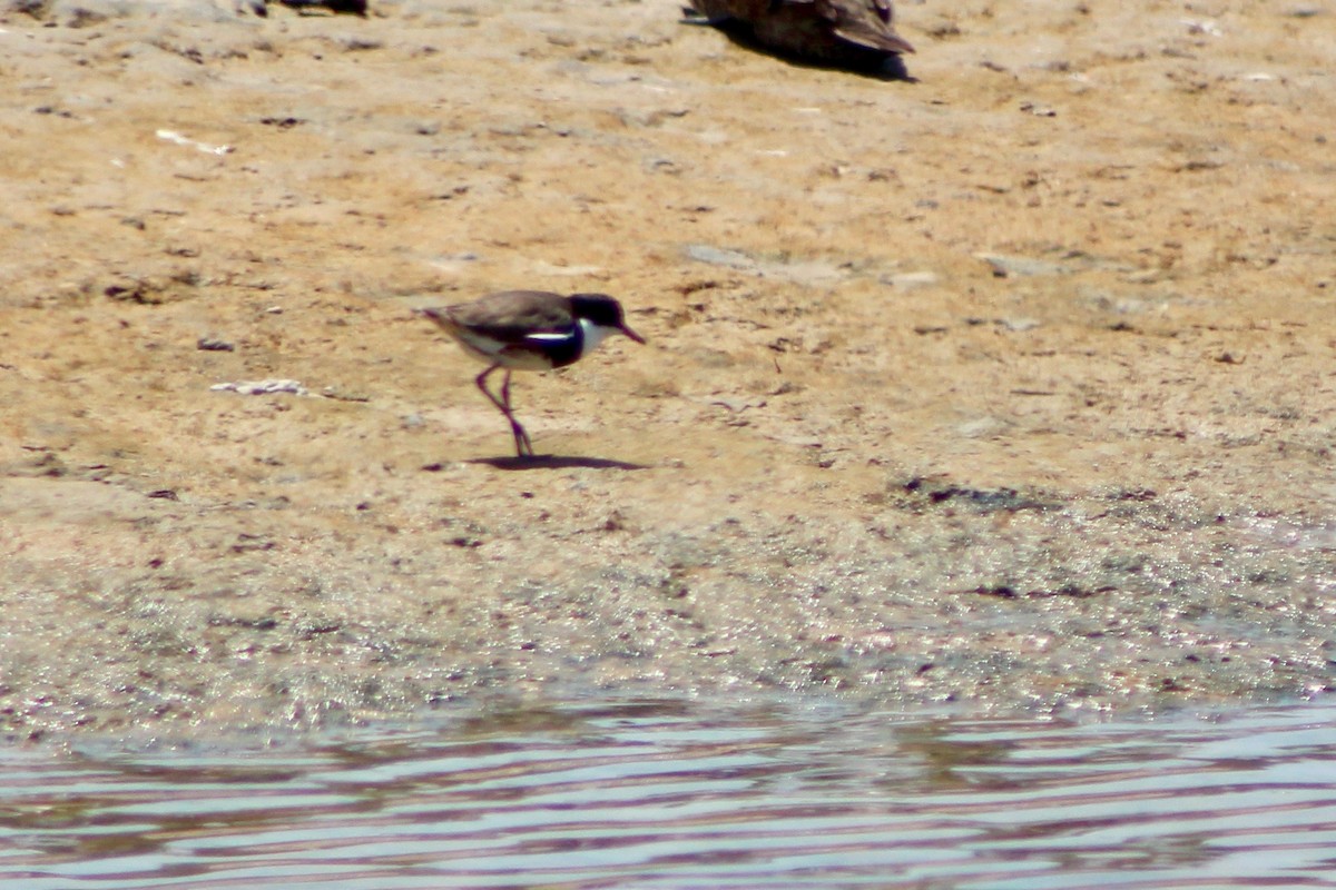 Red-kneed Dotterel - ML390037761