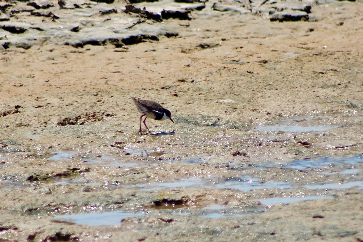 Red-kneed Dotterel - ML390037781