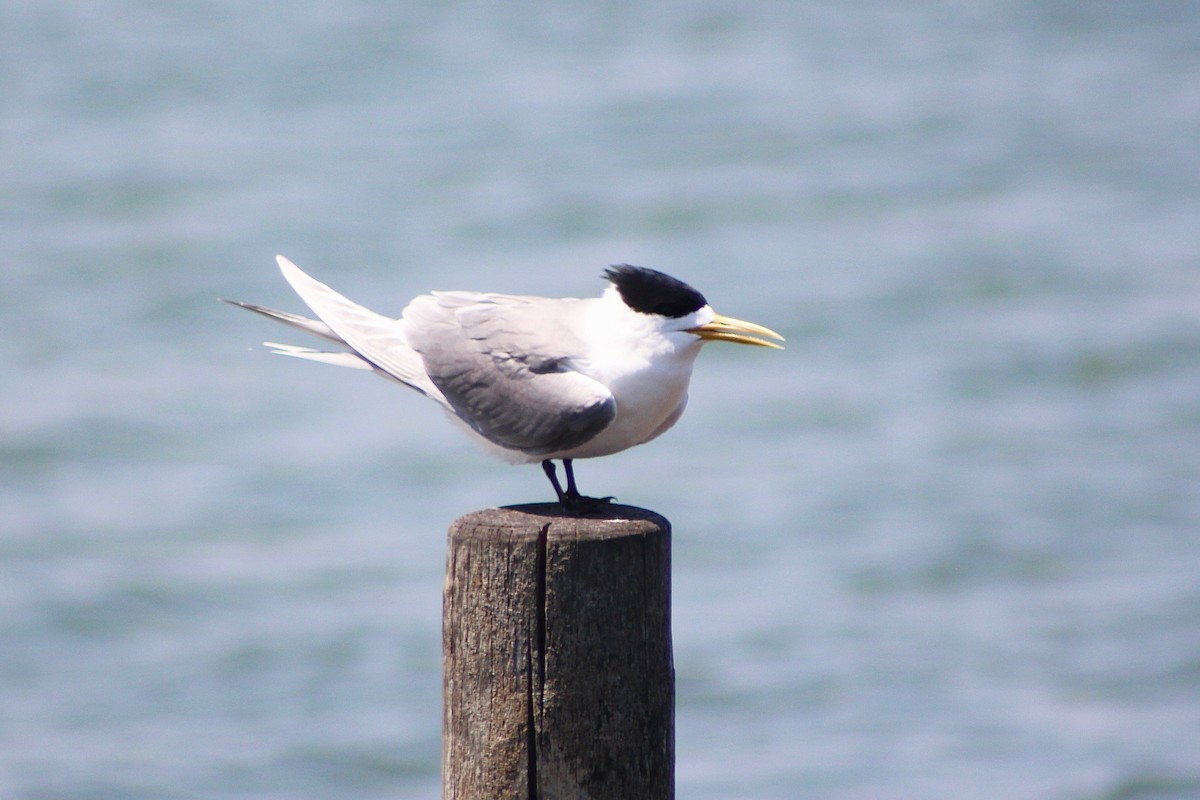 Great Crested Tern - ML390038151