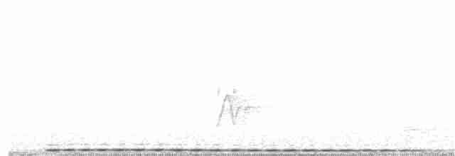 Cucal Cejiblanco (burchellii/fasciipygialis) - ML390038621