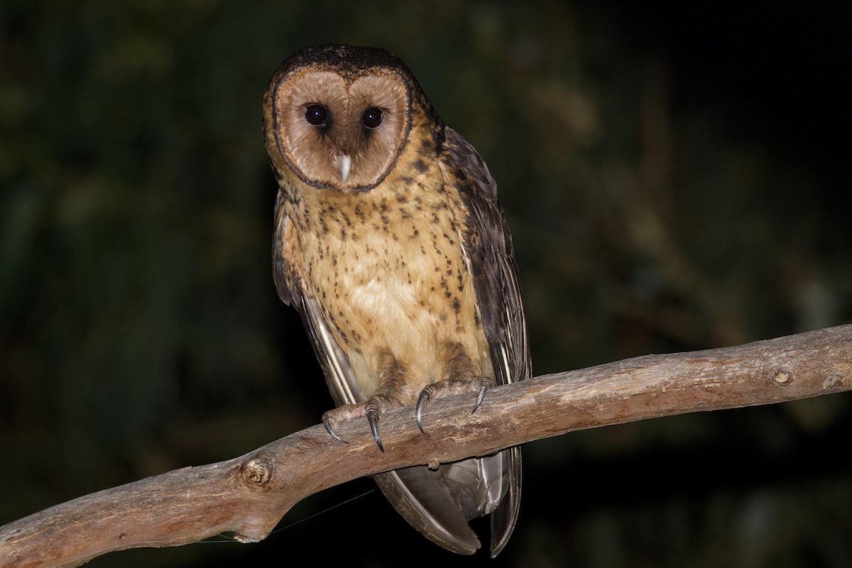 Australian Masked-Owl - ML390038691