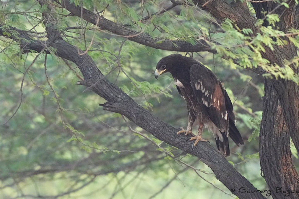 Greater Spotted Eagle - Gaurang Bagda