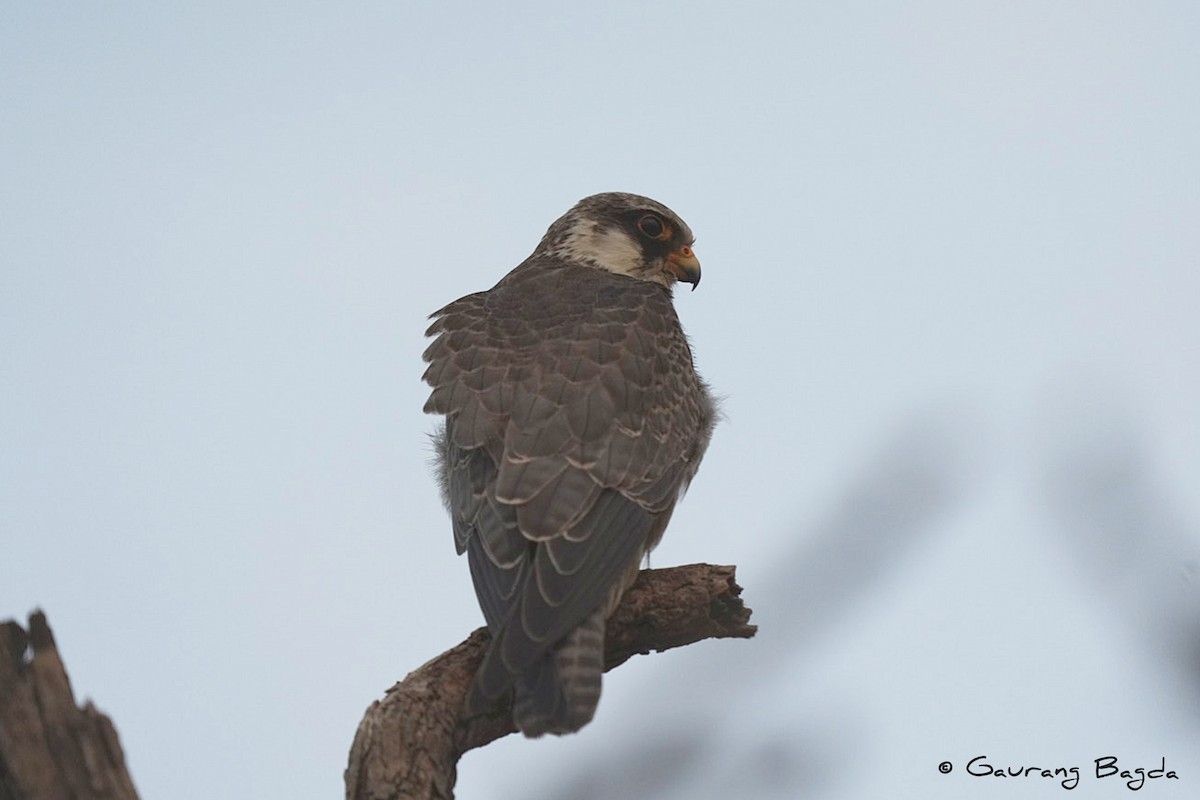 Amur Falcon - Gaurang Bagda