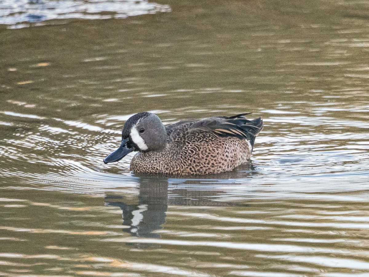 Blue-winged Teal - ML390038891