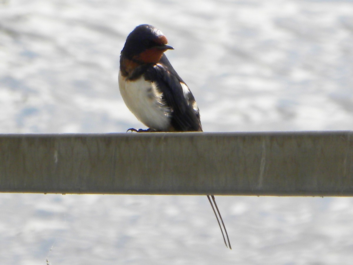 Barn Swallow - Ben Newhouse