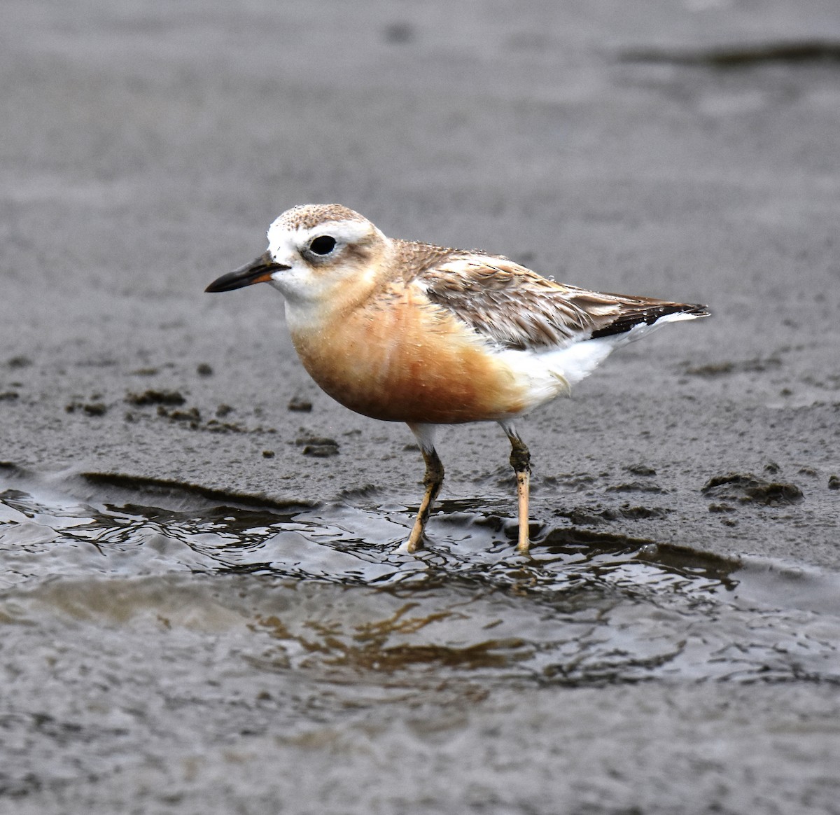 Red-breasted Dotterel - ML390048191