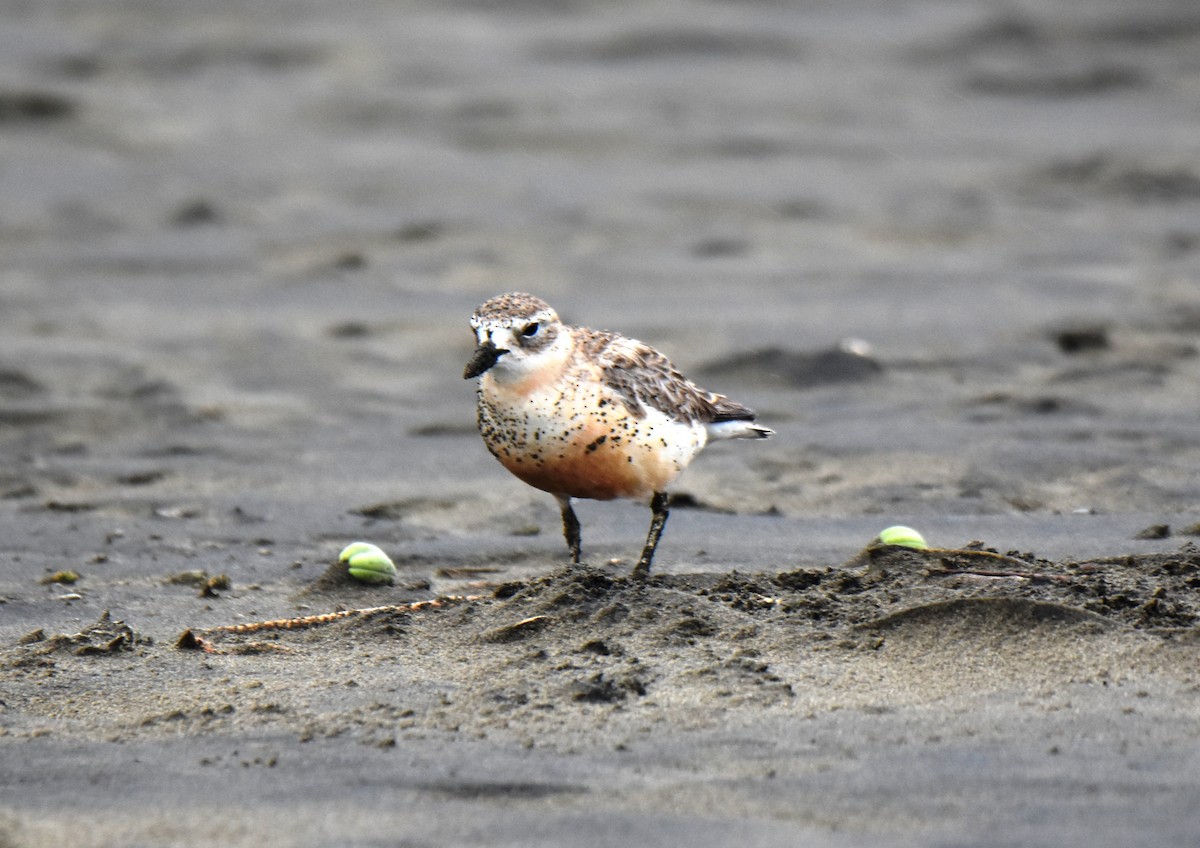 Red-breasted Dotterel - ML390048251