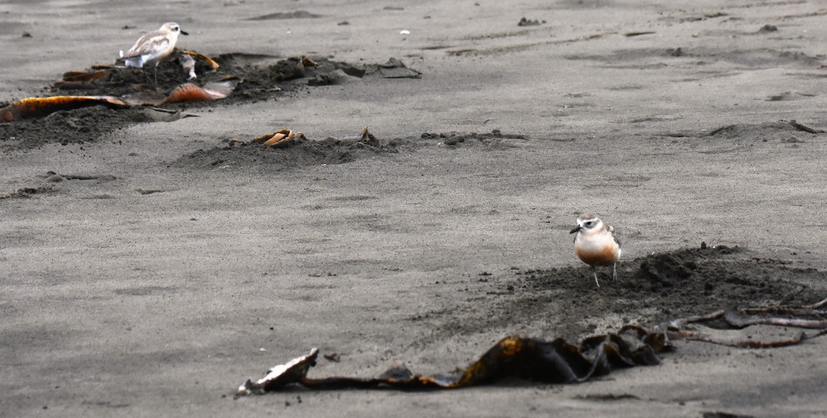 Red-breasted Dotterel - ML390048281