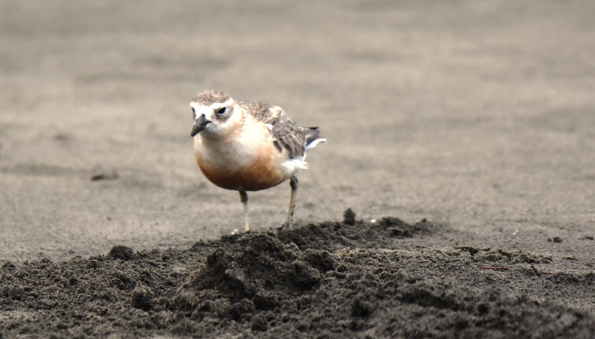 Red-breasted Dotterel - ML390048291
