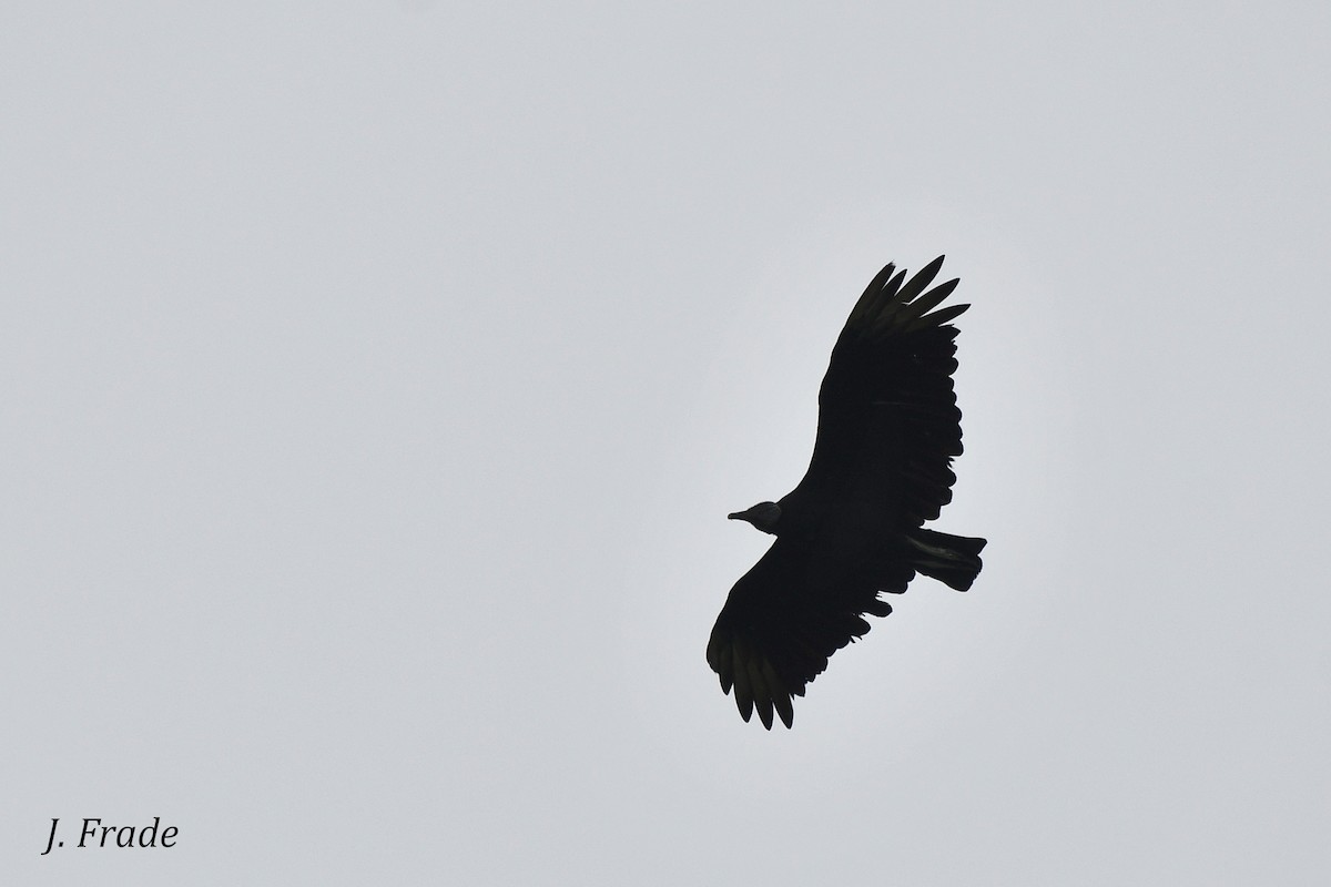 Black Vulture - José Frade