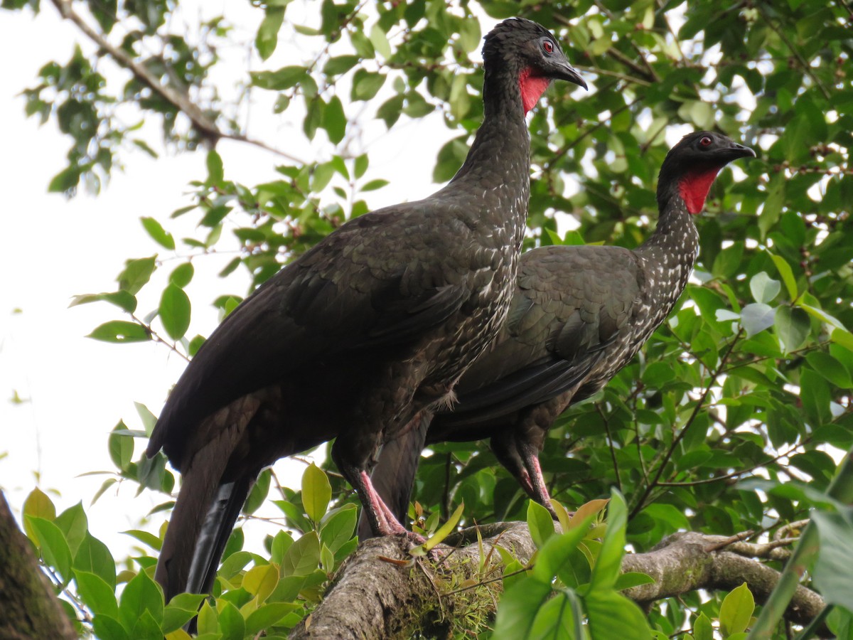Crested Guan - ML39005921