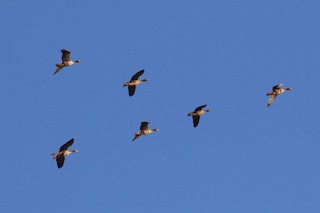 Greater White-fronted Goose, ML39005971