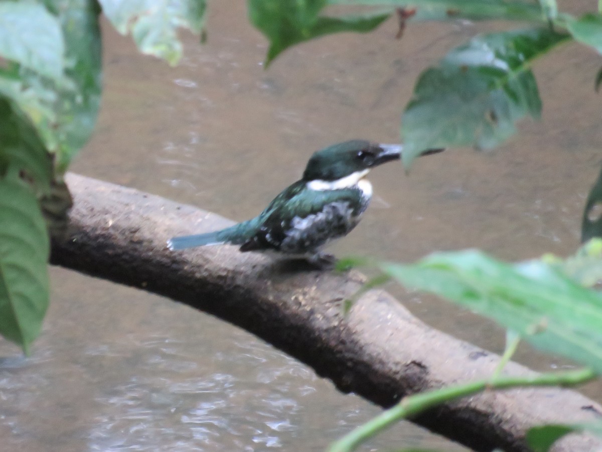 Green Kingfisher - Oscar Ramirez Alan