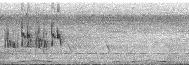holub neotropický - ML39007
