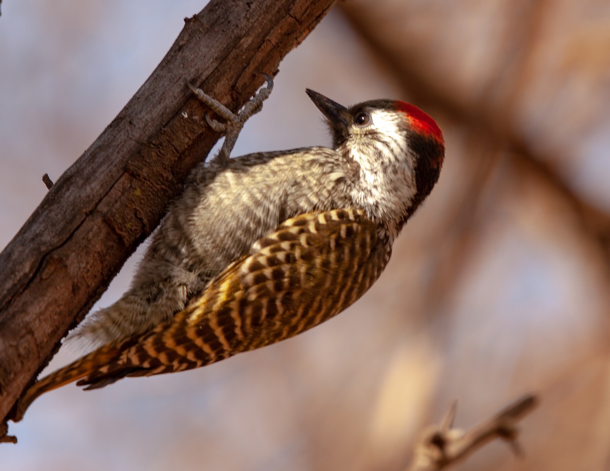 Cardinal Woodpecker - ML390070571