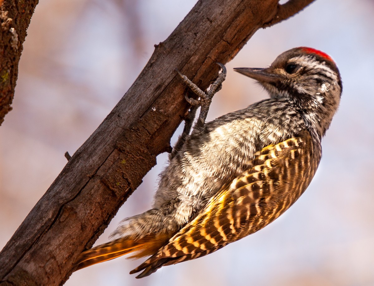 Cardinal Woodpecker - ML390070601