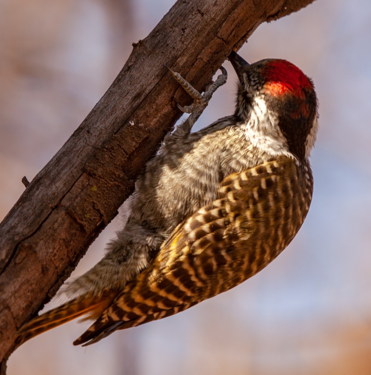 Cardinal Woodpecker - ML390070631