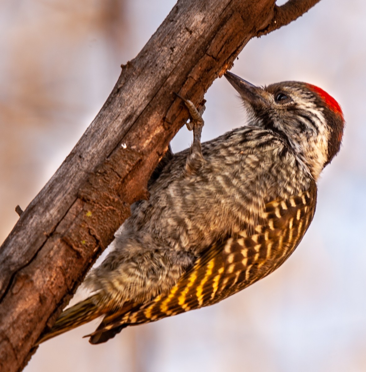 Cardinal Woodpecker - ML390070721