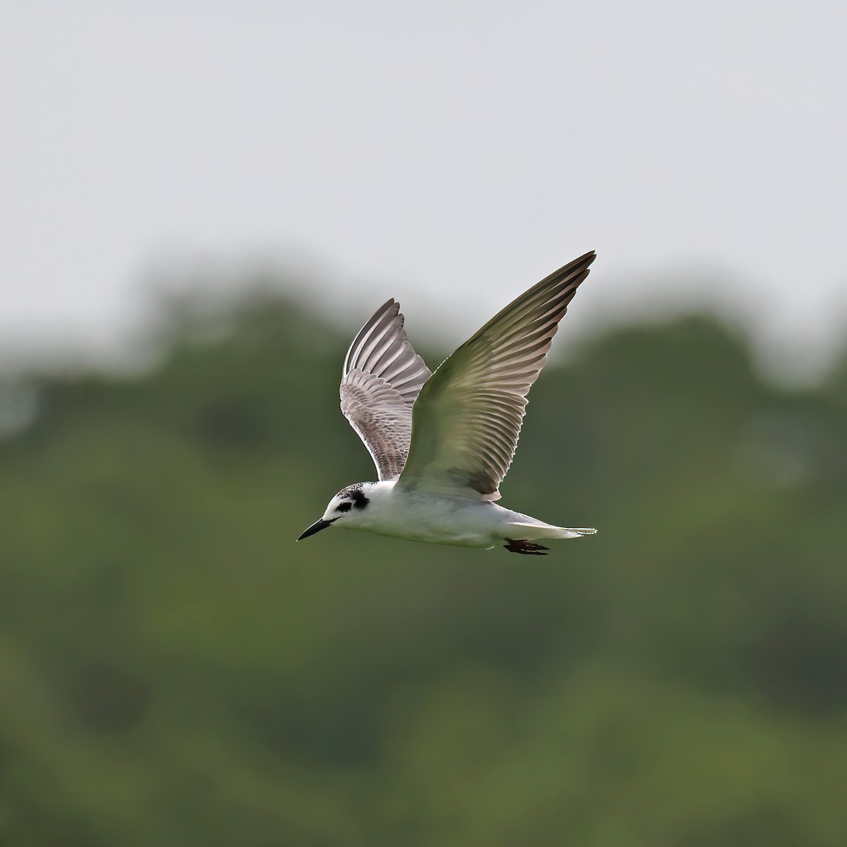 White-winged Tern - ML390070761