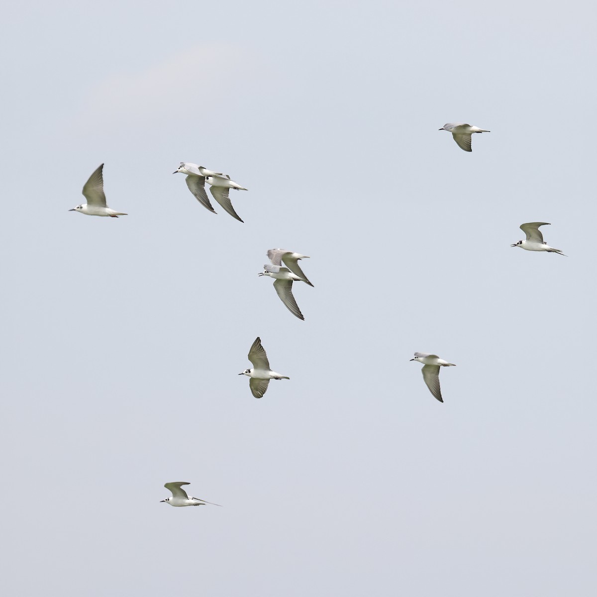 White-winged Tern - ML390070771